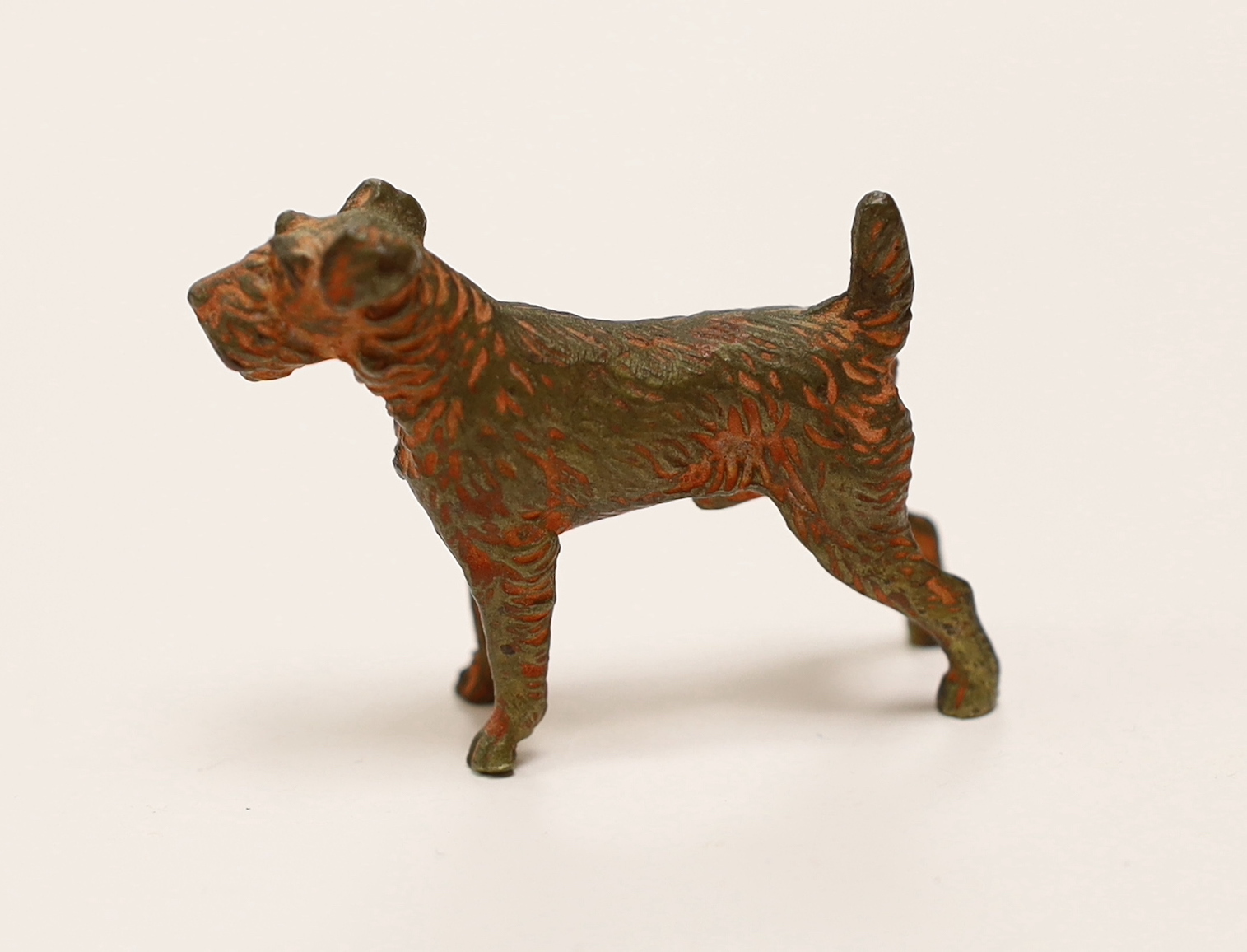 An Austrian cold painted bronze of a Airedale Terrier, approx 5cm wide